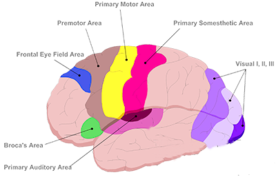 Areas of the brain copyright guychi.co.uk